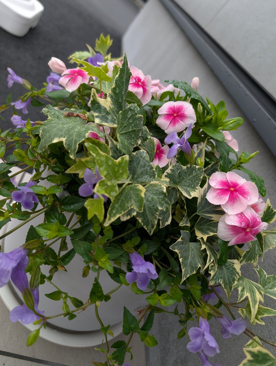KDenkaCenter's tweet photo. おはようございます。昨日も夕方雨が降ったので花は元気そうです。今日は曇り時々雨ようなので水やりはお休みです☺️ https://t.co/TVOvqwjHlJ