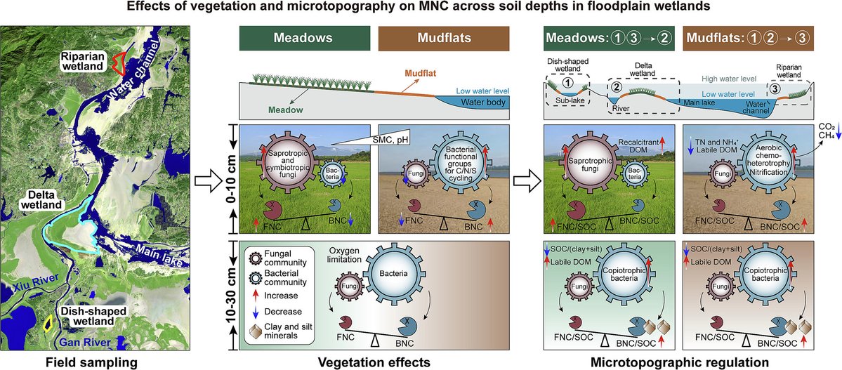 ykuzyakov's tweet photo. 💥NEW in #CATENA 💥
Vegetation and microtopography regulate #soil microbial necromass in floodplain #wetlands
https://t.co/Gq1bjovb8n
50-day Free: https://t.co/0l2XB9PpS7
#SoilOrganicMatter #SoilOrganicCarbon #lignin #microbialbiomass #soilbacteria #soilfungi #enzymes https://t.co/2KDuVRu0tx