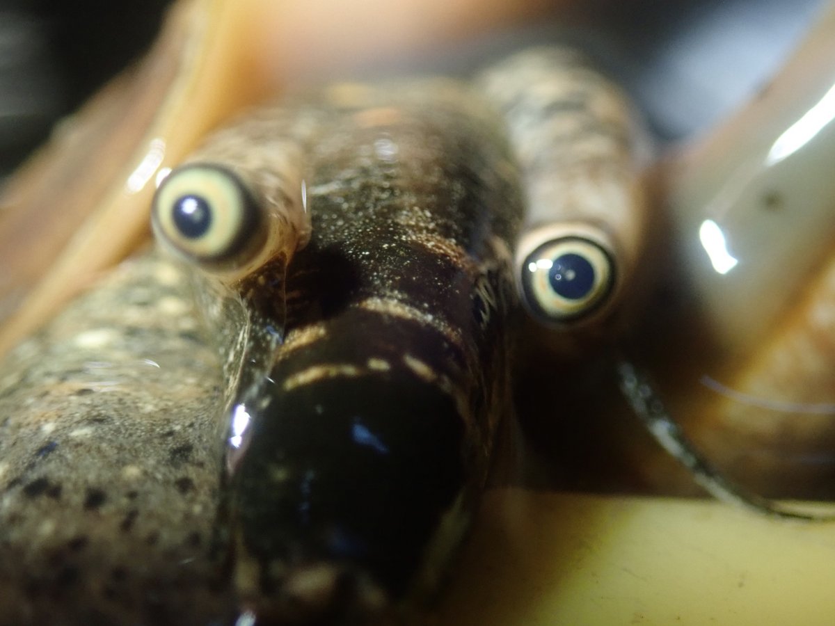 Crinoidea_hk's tweet photo. 以前、撮影した正面から見たマガキガイのドアップ画像です。 https://t.co/YEO2QtliAq