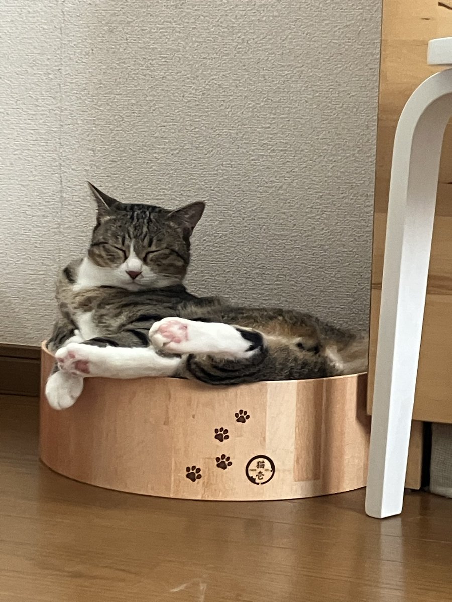 monkichi0305's tweet photo. 寝てるにしては、姿勢が良すぎる😁
寝てるのにこっち向いてる…
どんだけママの事気にしてるんだよ
(笑)

#保護猫からうちの子に #猫好きさんと繋がりたい #猫のいる暮し 
#ママから目が離せない
#寝てるのもトラップ
#念力で見られてる https://t.co/JqT5OgBZX8