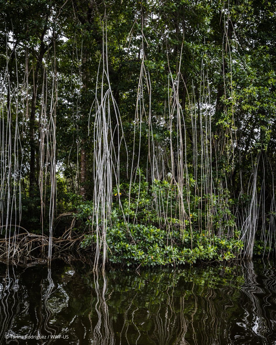 WWF_LAC's tweet photo. Las raíces de los manglares no solo anclan la costa, sino que también actúan como una guardería natural esencial para miles de especies. 

Cada árbol de manglar que conservamos es un regalo para la próxima generación de vida marina. 

¿Te unes al esfuerzo por protegerlos? 💙 https://t.co/AgUJ0rXKbU