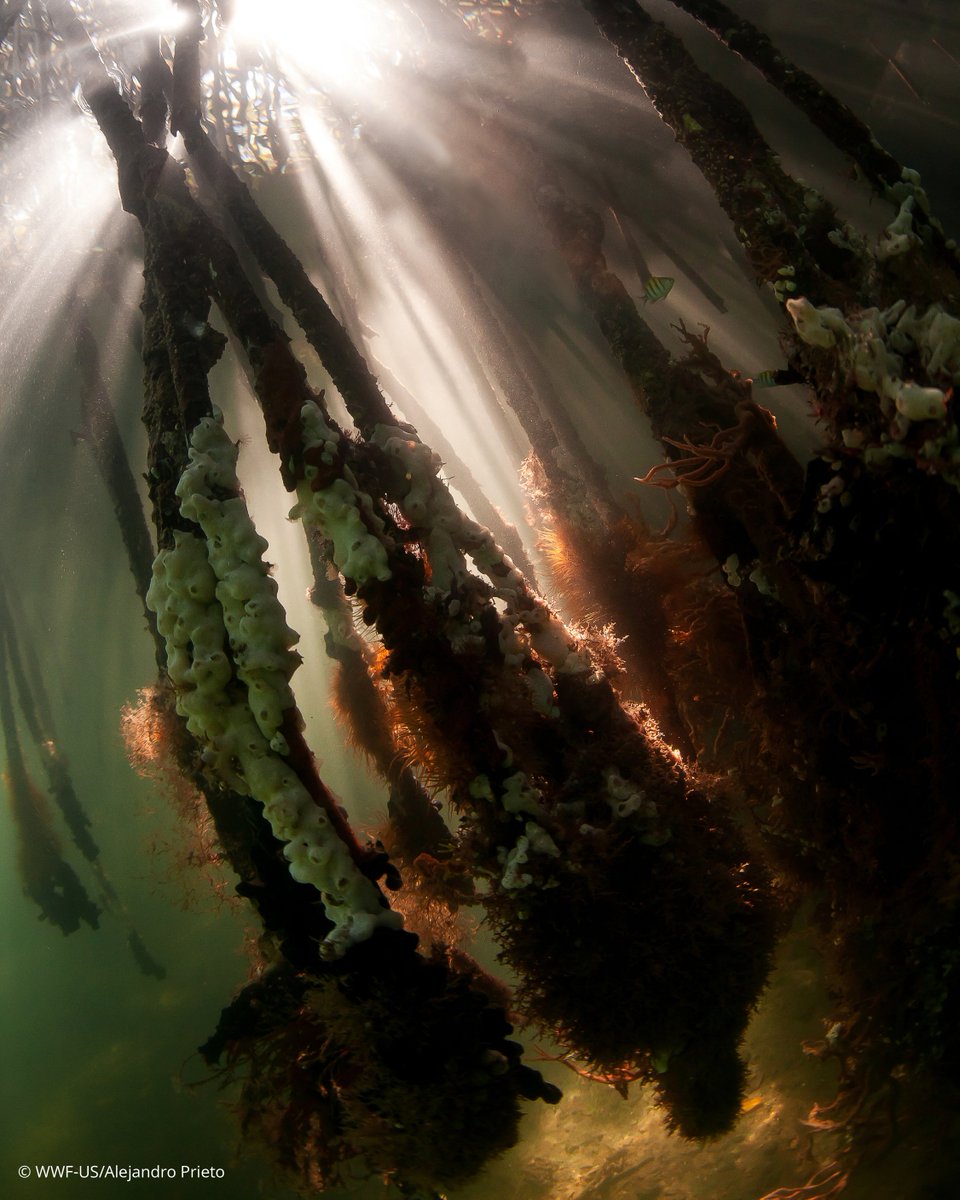 WWF_LAC's tweet photo. Las raíces de los manglares no solo anclan la costa, sino que también actúan como una guardería natural esencial para miles de especies. 

Cada árbol de manglar que conservamos es un regalo para la próxima generación de vida marina. 

¿Te unes al esfuerzo por protegerlos? 💙 https://t.co/AgUJ0rXKbU