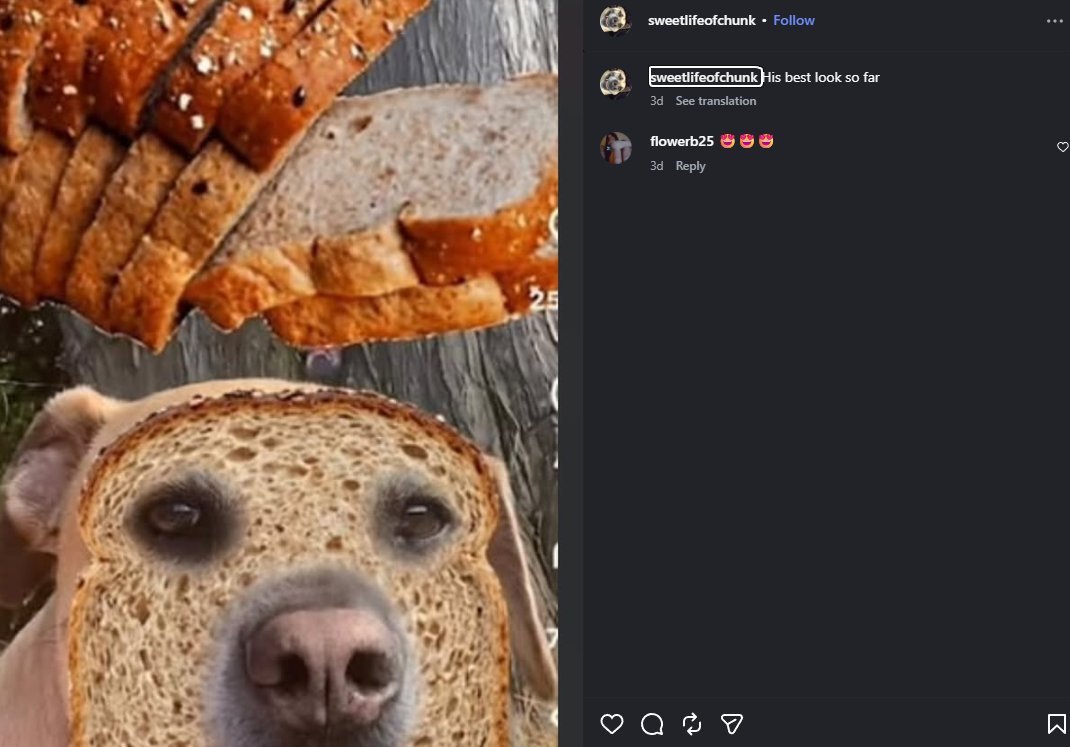 mintmaxxerfreak's tweet photo. I deved shark dog and I found a new narrative

This is Chunky, going INSANELY viral on IG for being a literal bread dog ?

https://t.co/6ALueGErH4 this vid has 3m views

And the account just kept posing Chunky as bread lol https://t.co/BKg9pqiBoc