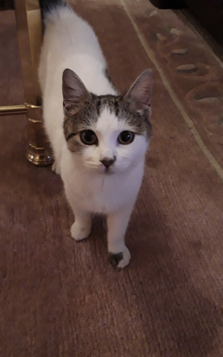 MartinAusten01's tweet photo. Love him so much❤️🐈 https://t.co/6a54TLHGOi