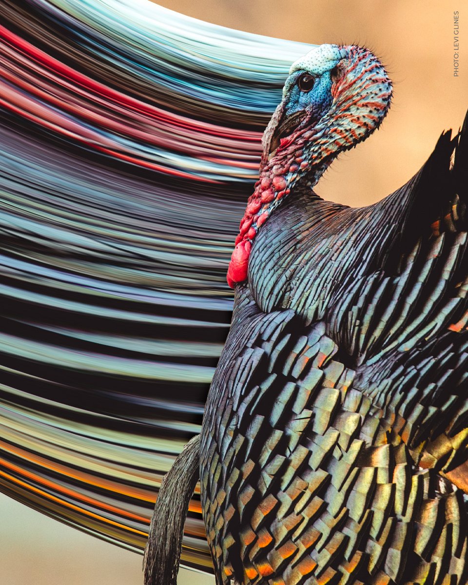 NWTF_official's tweet photo. Bending light, chasing birds.

#nwtf #pixelstretch #wildlifephotography #wildturkeys #turkeyhunting https://t.co/GPapOs9JkP
