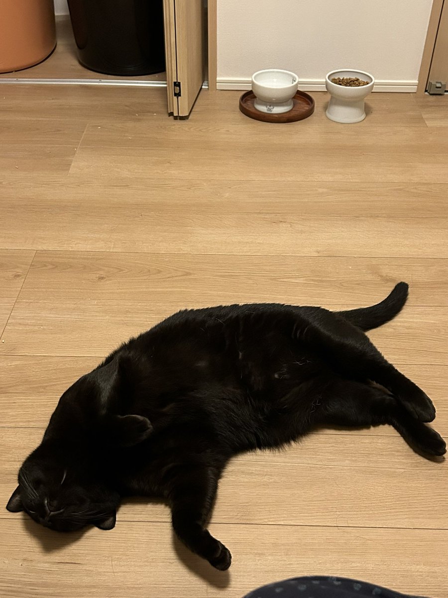 黒猫ロンとサビ猫ラムとお母さん tweet media