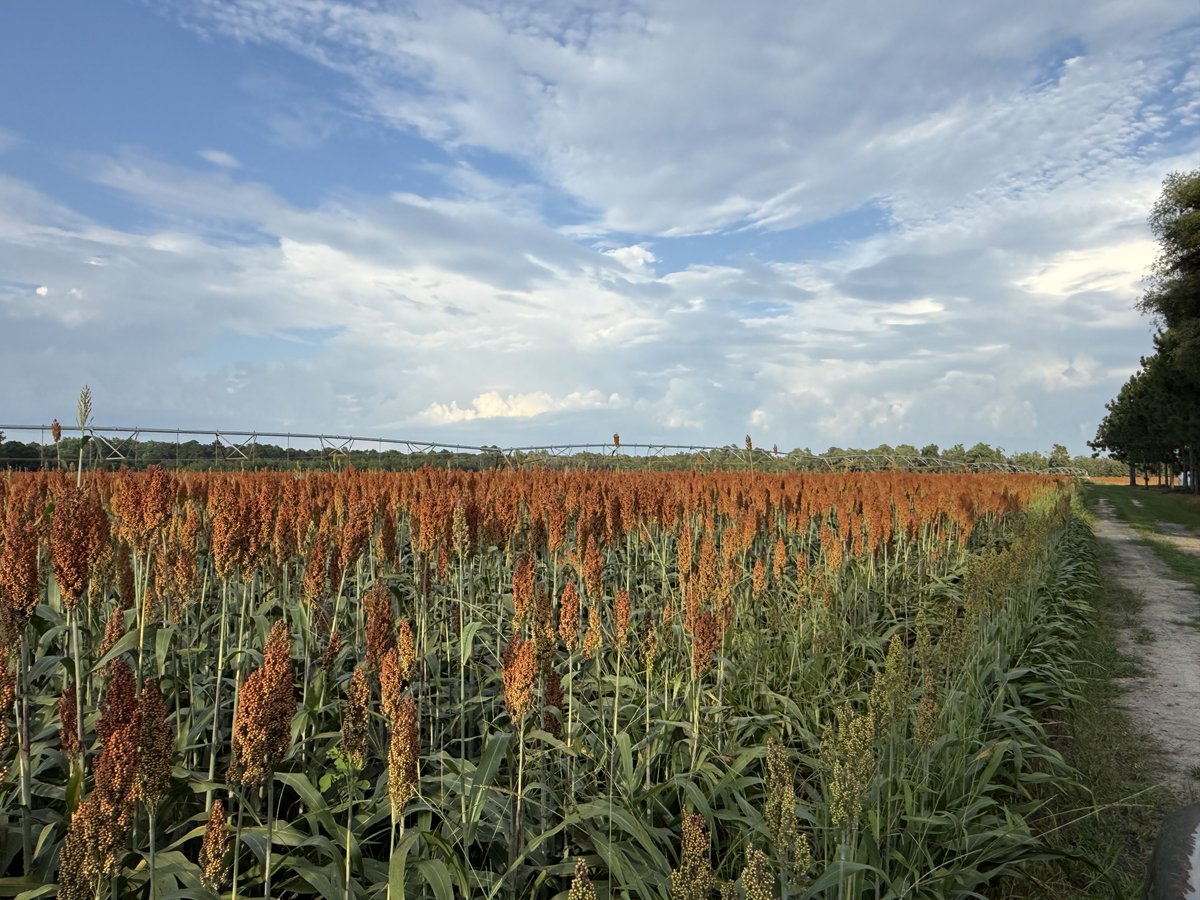 skeebohancock's tweet photo. In the lay by stage with burnt orange growth.  Grain-sorghum2026 MCF https://t.co/rLhc22C13z