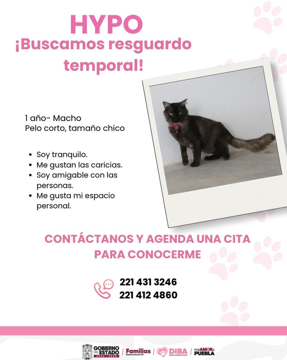 DIBAGobPue's tweet photo. Hypo sueña con una familia que le brinde amor y tranquilidad. 🐱✨

Es un gatito muy noble, independiente y listo para encontrar un hogar donde lo quieran para siempre.💛

El @DIFGobPue impulsa la campaña #AdoptaNoCompres para darles una segunda oportunidad de vida🐾 https://t.co/r8rbyHrcH2