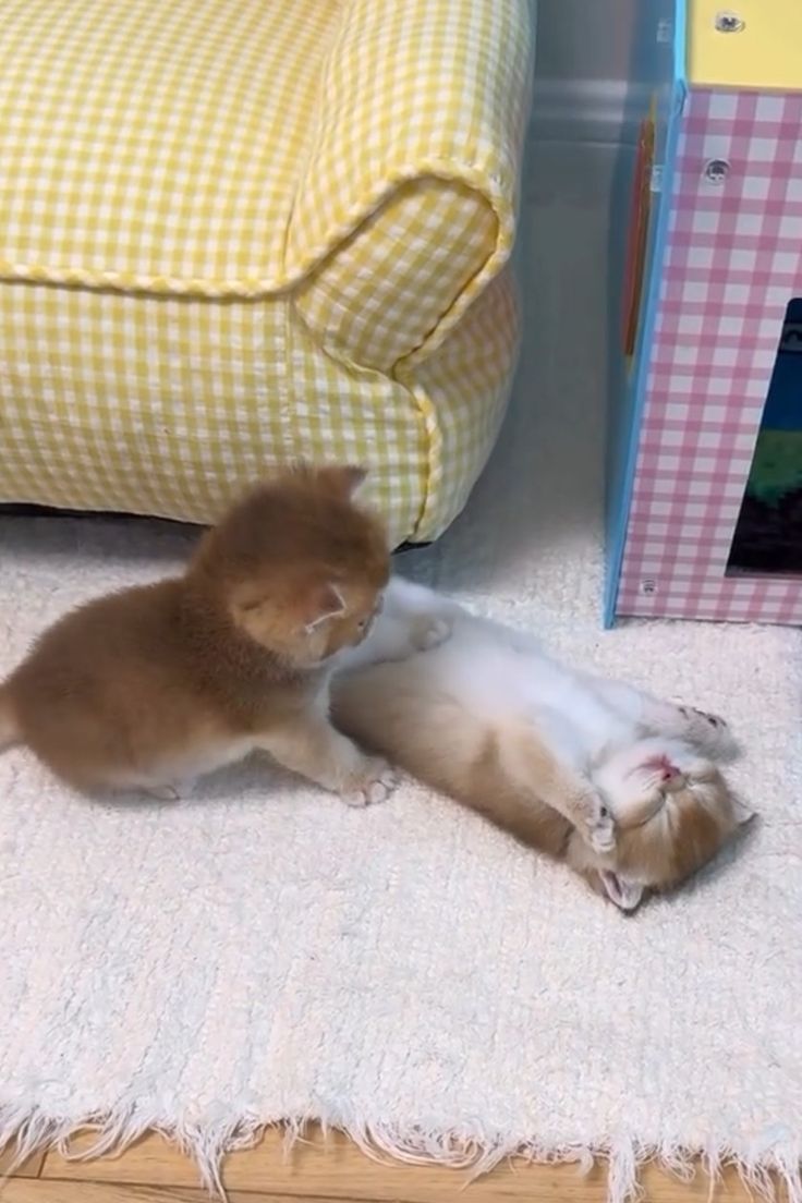 nekocatts's tweet photo. Are you ok? https://t.co/NPTlymRF9J