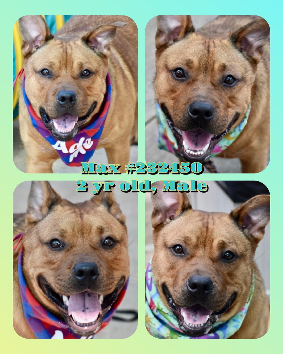 TAV4NYCACCDogs's tweet photo. Max 232450
#NYCACC #NewDogOnTheBlock
He is a cute 2 yr old
Looks intimidating,  but is a huge teddy bear
Likes short walks, enjoys taking breaks to lie in grass
Can be a bit clingy 
Can Max come live with you?
https://t.co/4SX0adZBPr
#Pledge4Rescue #foster #adopt https://t.co/jNWM6A5mKt