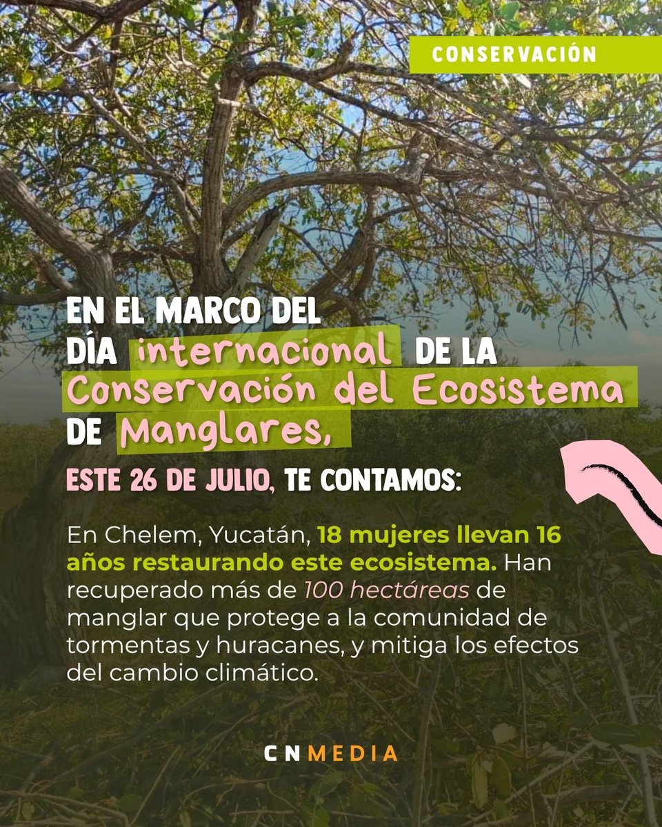 CausaNatura's tweet photo. El manglar de Chelem, Yucatán, forma parte de una zona Ramsar de más de 54 mil hectáreas y una Zona Crítica Forestal de la Costa Norte. 

En todo el estado, alrededor de 40 mil hectáreas de manglar presentan algún grado de degradación. 

Las Chelemeras llevan 16 años trabajando contra esa tendencia, y en el marco del Día Internacional de la Conservación del Ecosistema de Manglares, este 26 de julio, su trabajo importa más que nunca.
📝 Por Itzel Chan
🔗 Lee la nota: https://t.co/ACNpImdnT2