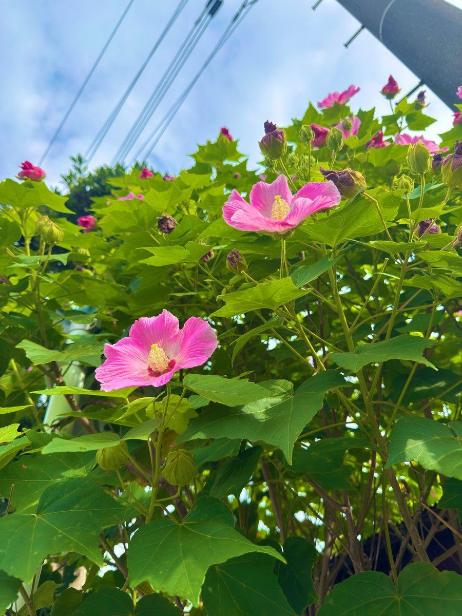 noahnoah0224's tweet photo. 見上げる先には綺麗な芙蓉の花。
蕾もたくさんついていて、まだまだ元気に咲いてくれそうです。

#芙蓉 #花散歩 #夏の風景 #キリトリセカイ https://t.co/J908PcLCoW
