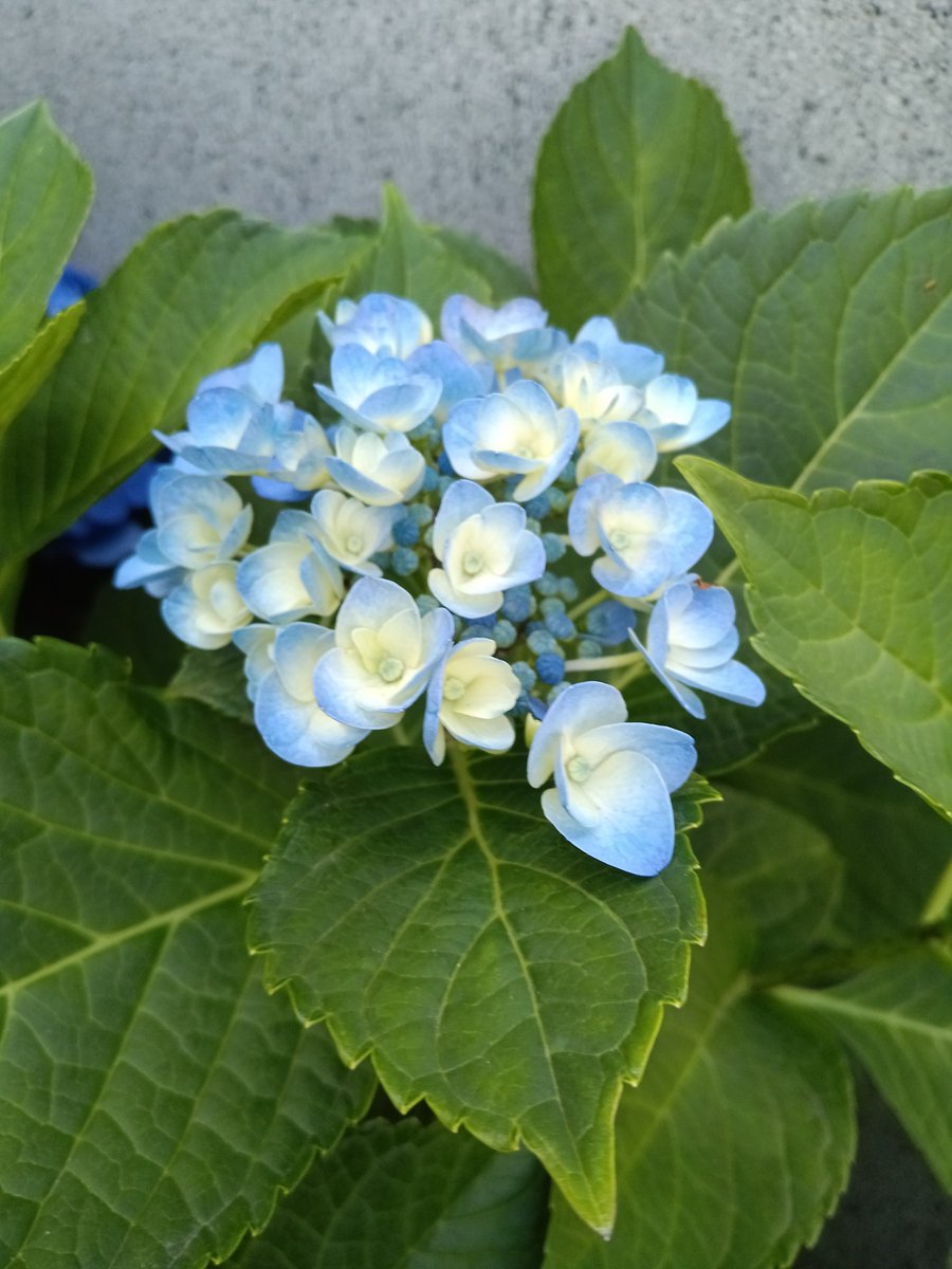 minor_cereals's tweet photo. おはようございます🍀紫陽花⑦
食べ終わったチョコのパッケージの底にほっこりメッセージ✨感謝の言葉、優しい一言、大切ですね😌 https://t.co/eEqqd9XIl1