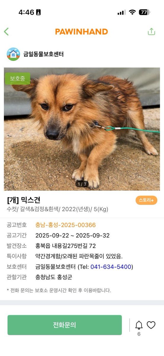 nomore_fence's tweet photo. 마롱이가 평생 안심하고 마음을 열 수 있는 가족을 기다리고 있어요. 더 자세한 이야기는 아래 링크에서 확인하실 수 있어요🧡

문의 : 홍성군 반려동물센터
041-630-1970

https://t.co/kp9uQYrwwu https://t.co/3SmPQAMeLd