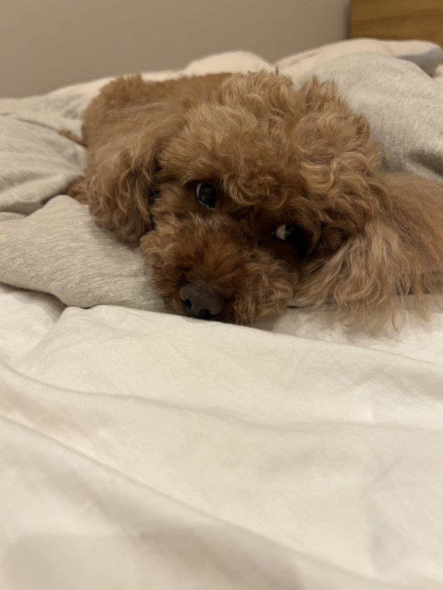 kotatsunoheya's tweet photo. 眠いんで話しかけないでもらえます？🧸🛏️
#こたつの部屋 #トイプードルこたつの部屋 https://t.co/lEWxvwKZgM