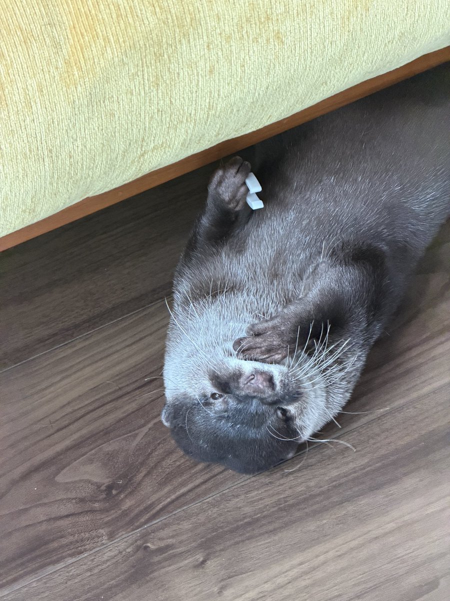 bingotter's tweet photo. 見たことないものをビンゴとベルが持ってるんだけど、何コレ！？
ベランダ見たら解決したわ。。
続く⬇️ https://t.co/ArGsTMGIG8