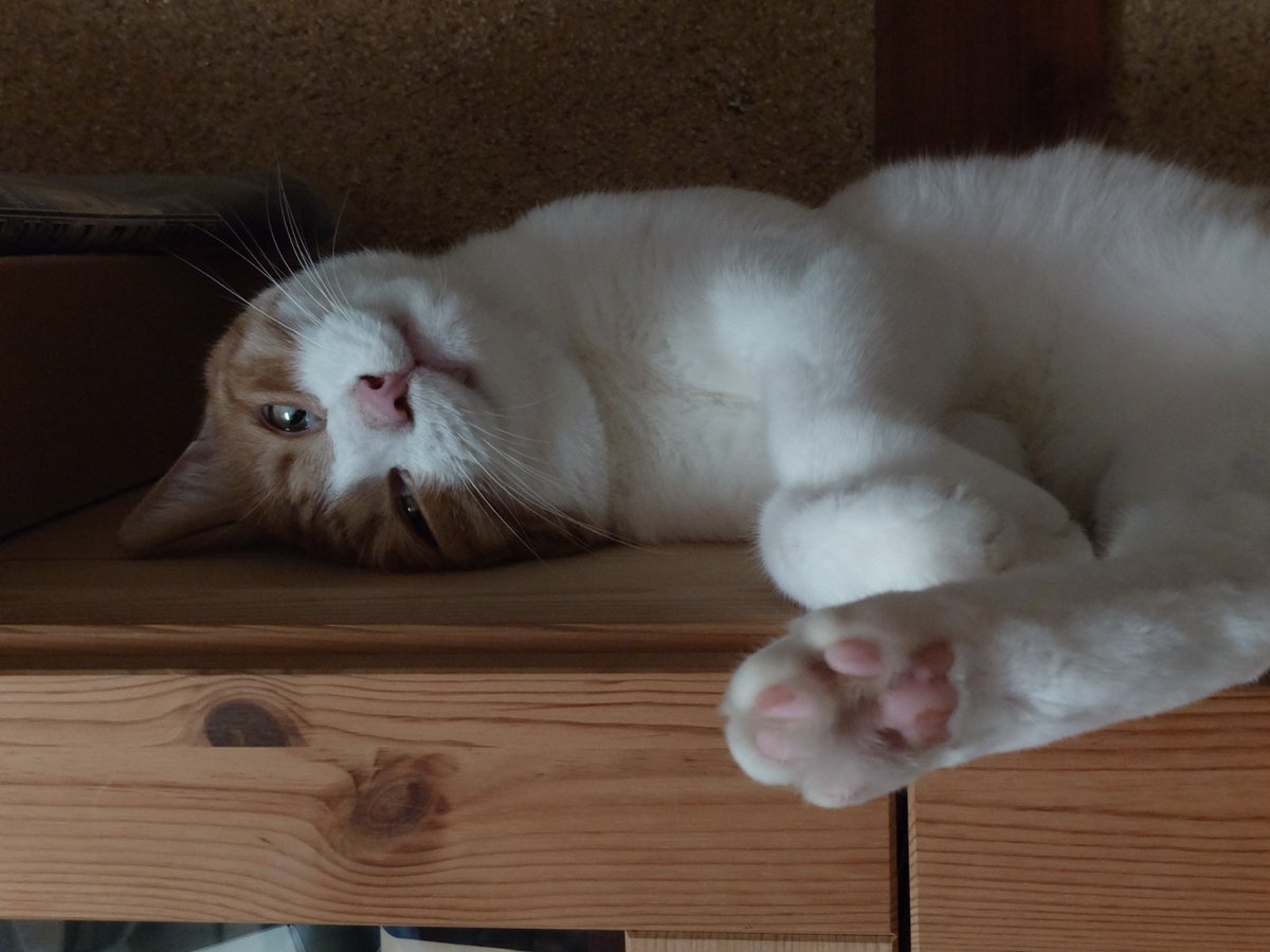 Nineth_Savant's tweet photo. ねこねこごろごろ。 https://t.co/gbDav25DYP