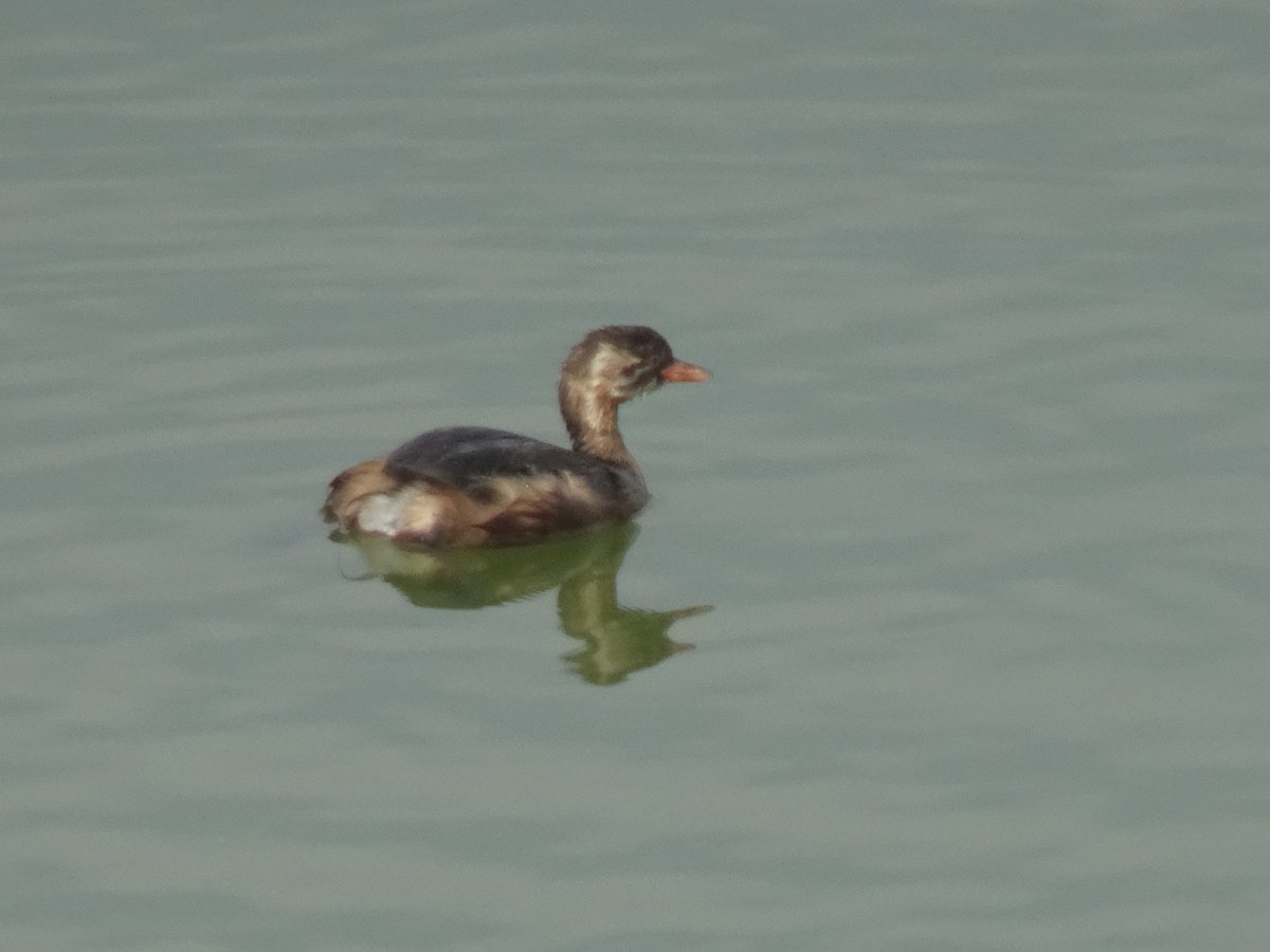 ruby_emy's tweet photo. 八ツ屋大池公園のカイツブリとコサギ
可燃ゴミを出してから大池を歩く、今日は昼から雨らしい。カイツブリの幼鳥は3羽そろっていて、自力でエサを探している。今朝は久しぶりにコサギが来ている。
#大府市 https://t.co/lH1mvSYlIu