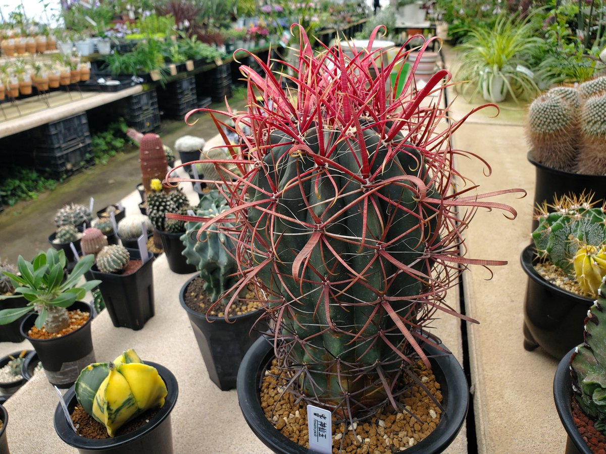 yoshioka_plants's tweet photo. フェロカクタス・神仙玉🌵🌵
#植物のある暮らし
#ferocactus
#caudex
#cactus
#suculentas https://t.co/G7bXCvc4vl