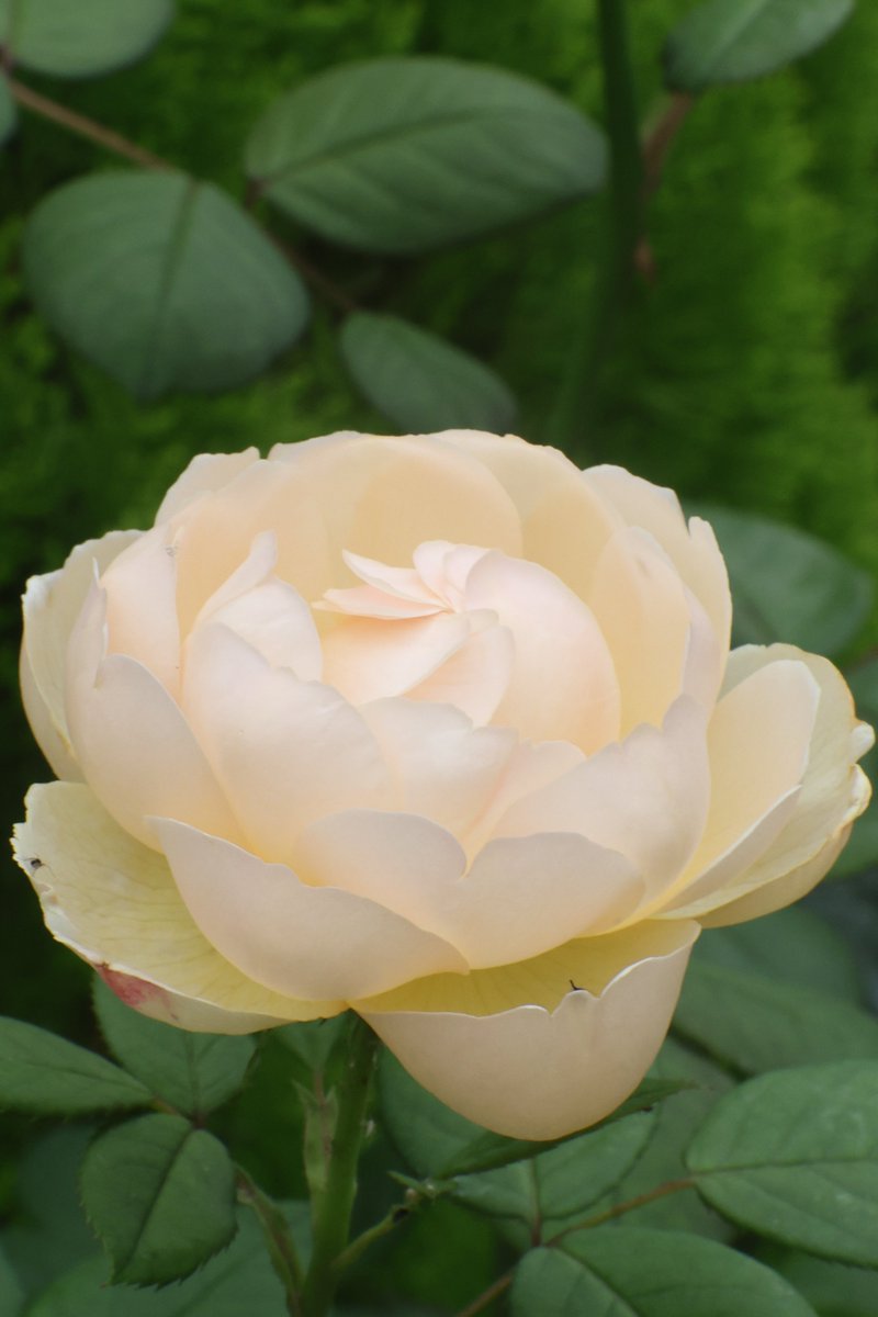 Jackson7lll's tweet photo. Rose 🌹

#Photography #Flowers #Rose
House Of The Dragon Vita Vea Philadelphia 76ers Anthony Fauci  Kansas City Chiefs https://t.co/w2tbavNDIn