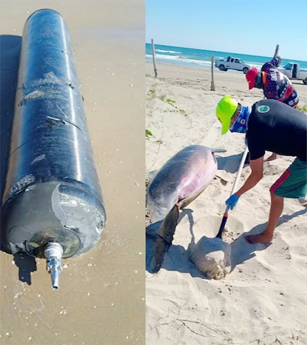 horaceroweb's tweet photo. DESECHOS DE SPACE X LLEGAN A PLAYA BAGDAD

Bajo la consigna “México no es el basurero de SpaceX”, integrantes de la asociación de conservación ambiental Conibio Global realizan protestas pacíficas ante la presencia de chatarra de #SpaceX en Playa Bagdad, ubicada en #Matamoros, Tamaulipas.
https://t.co/nrlNy1dpnZ