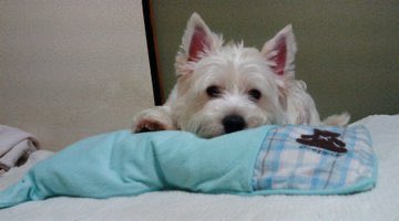 psycheighter's tweet photo. トニーさん🐶
昨日虹の橋を渡りました。
が、本日友引により斎場がお休みのためお別れは明日。

頑張ったなぁ。
20歳（犬年齢にしたら何歳になるのか😅）
もふもふなおもしろ生活をありがとうね。
また、どこかで遊ぼう。

可愛いが爆盛れトニーをおいておきます https://t.co/8sy1ncauKQ
