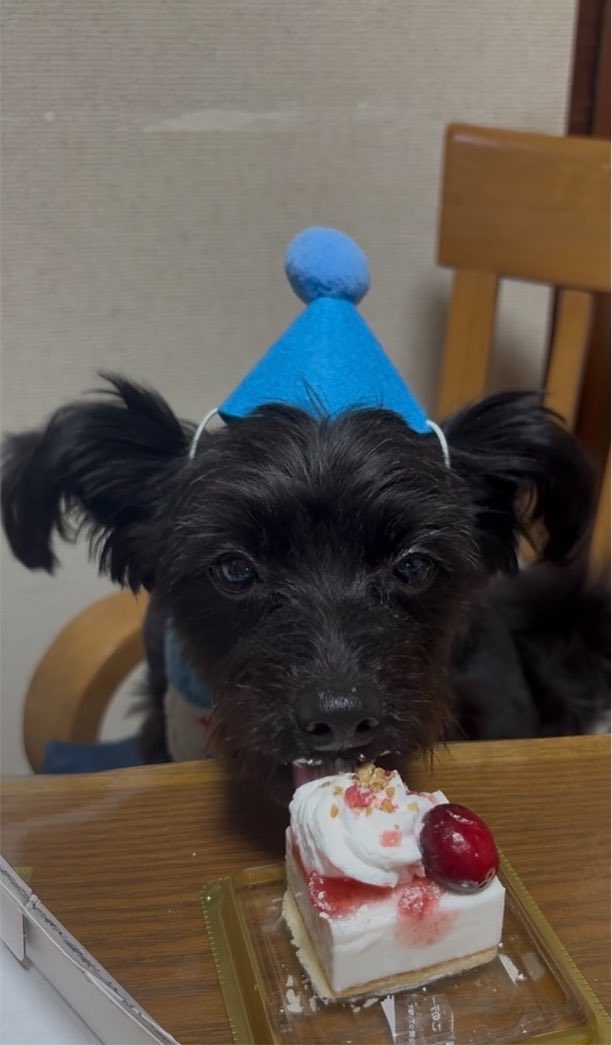 naaa_9427's tweet photo. みちょんの愛犬とかなの誕生日
一緒なんだよ🫶🏻🐕お祝いできて嬉しかった
土砂降りの雨の中ケーキ買いに行ったの
辛かったけど空が綺麗だった https://t.co/L06rCDS5a2