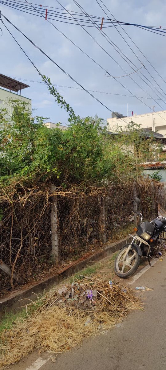 ponswarnam's tweet photo. கோவை மாநகராட்சி 54 வது வார்டு ஜோதி நகர் 10 வீதியில் உள்ள vacant siteல் ஏராளமான பாம்புகளும் கம்பளிப் பூச்சிகளும் வெளியே வருகின்றன.பொதுமக்கள் படும் சிரமம் அளவிடமுடியாது. தயவுசெய்து அதை நிவர்த்தி செய்யுமாறு கேட்டுக்கொள்கிறோம்
@CbeCorp https://t.co/yOTt9NgL0X