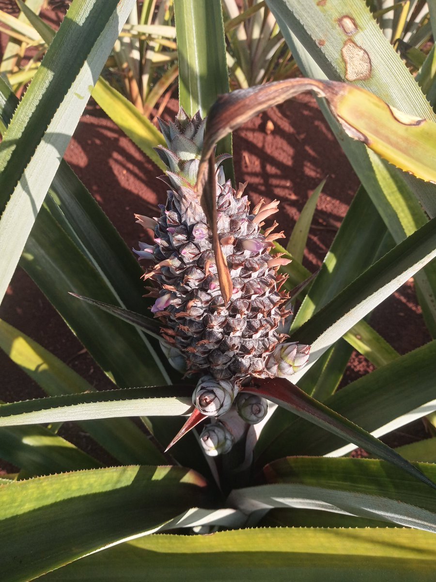 RomelioRod87231's tweet photo. Ya se ven las primera piña Perola en la finca Yadiel Álvarez productor de #DCballos https://t.co/hcnmXzz4Xc