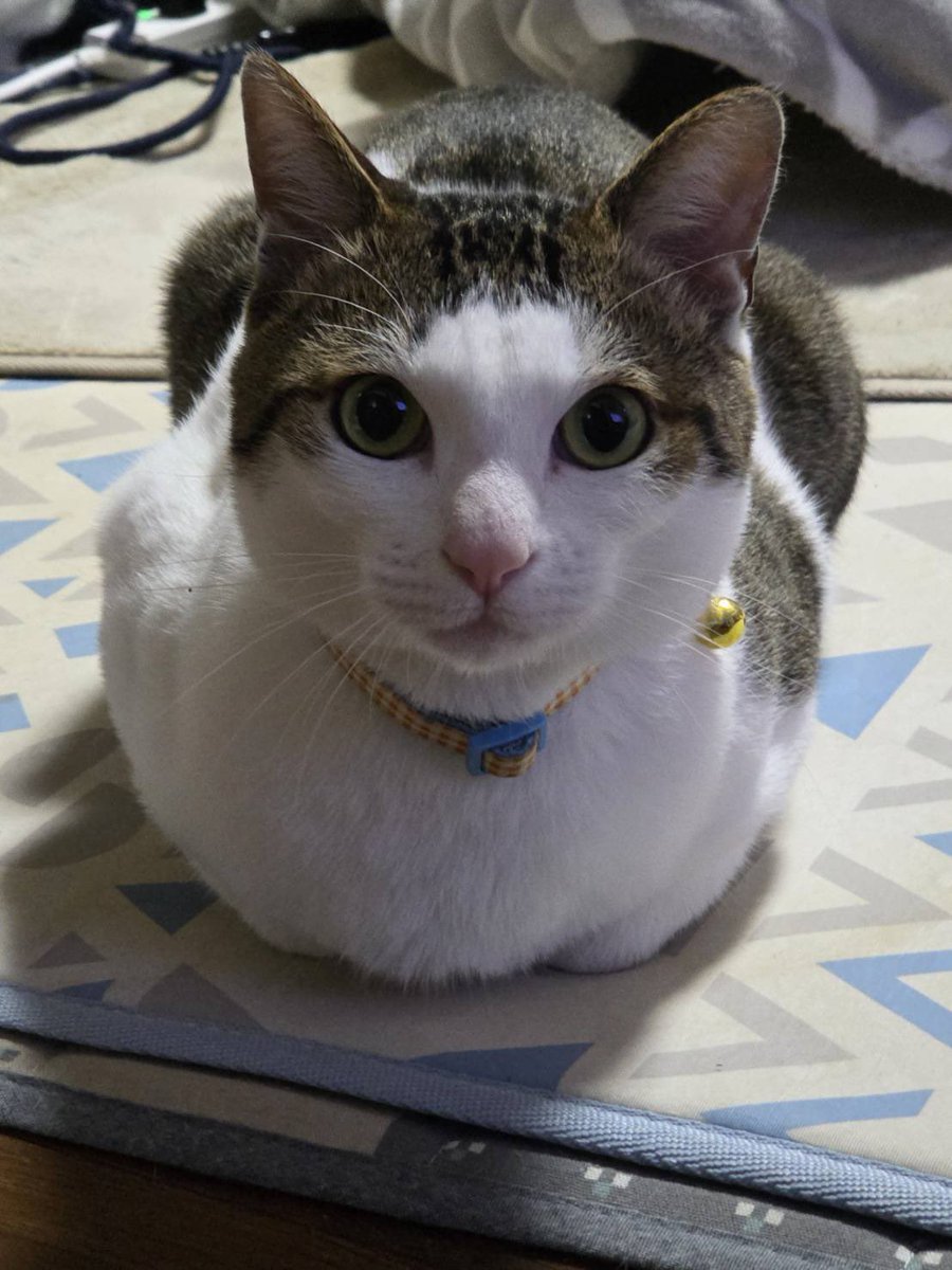privateeye_pet's tweet photo. 【迷子猫を探しています‼️】

長崎県北松浦郡佐々町にて

7月28日から行方不明になりました💦

目撃した方はリプライやDMをいただけますと幸いです🙇‍♂️

名前：テン
性別：オス（去勢済）
年齢：2歳
特徴：白とグレーの雑種
　　　小柄で手足が長め
　　　サバ柄も入っている
　　　水色の首輪を着用済み
　　　尻尾は短く耳が大きい
　　　　
#迷子猫 #猫 #迷い猫 #佐賀県 #北松浦郡 #拡散希望 #迷子ペットを守りたい