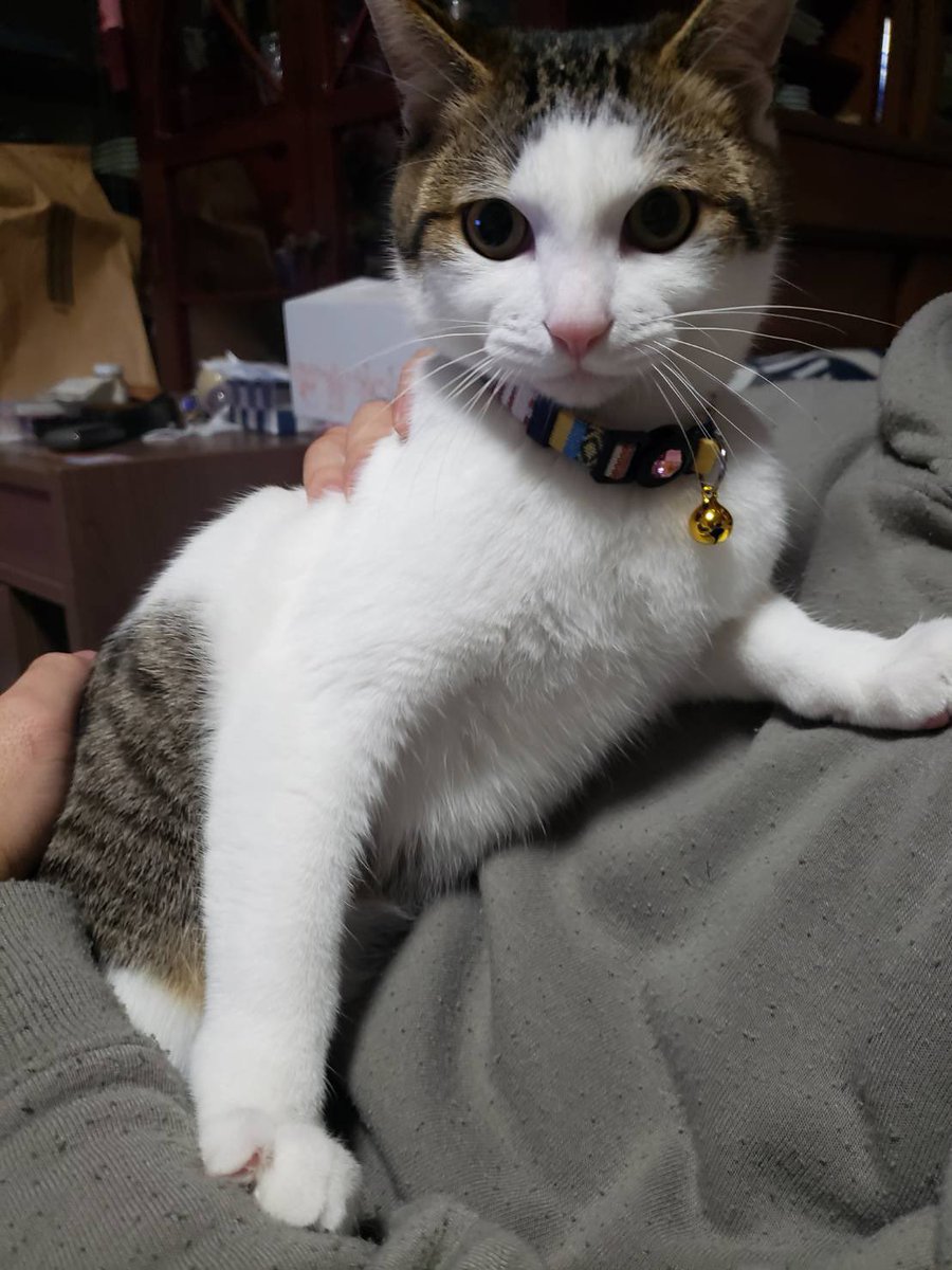 privateeye_pet's tweet photo. 【迷子猫を探しています‼️】

長崎県北松浦郡佐々町にて

7月28日から行方不明になりました💦

目撃した方はリプライやDMをいただけますと幸いです🙇‍♂️

名前：テン
性別：オス（去勢済）
年齢：2歳
特徴：白とグレーの雑種
　　　小柄で手足が長め
　　　サバ柄も入っている
　　　水色の首輪を着用済み
　　　尻尾は短く耳が大きい
　　　　
#迷子猫 #猫 #迷い猫 #佐賀県 #北松浦郡 #拡散希望 #迷子ペットを守りたい