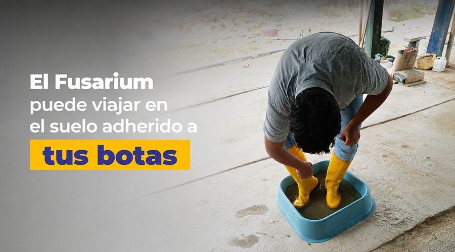 AgrocalidadEC's tweet photo. 🔎Herramientas de trabajo y botas pueden ser el vehículo perfecto para transportar a la plaga. 

🌾 Recuerda: la limpieza y desinfección son la barrera más efectiva para detener la dispersión de Foc R4T.  Protege tu cultivo.

💪🏾 #JuntosContraFocR4T https://t.co/beLgB585un