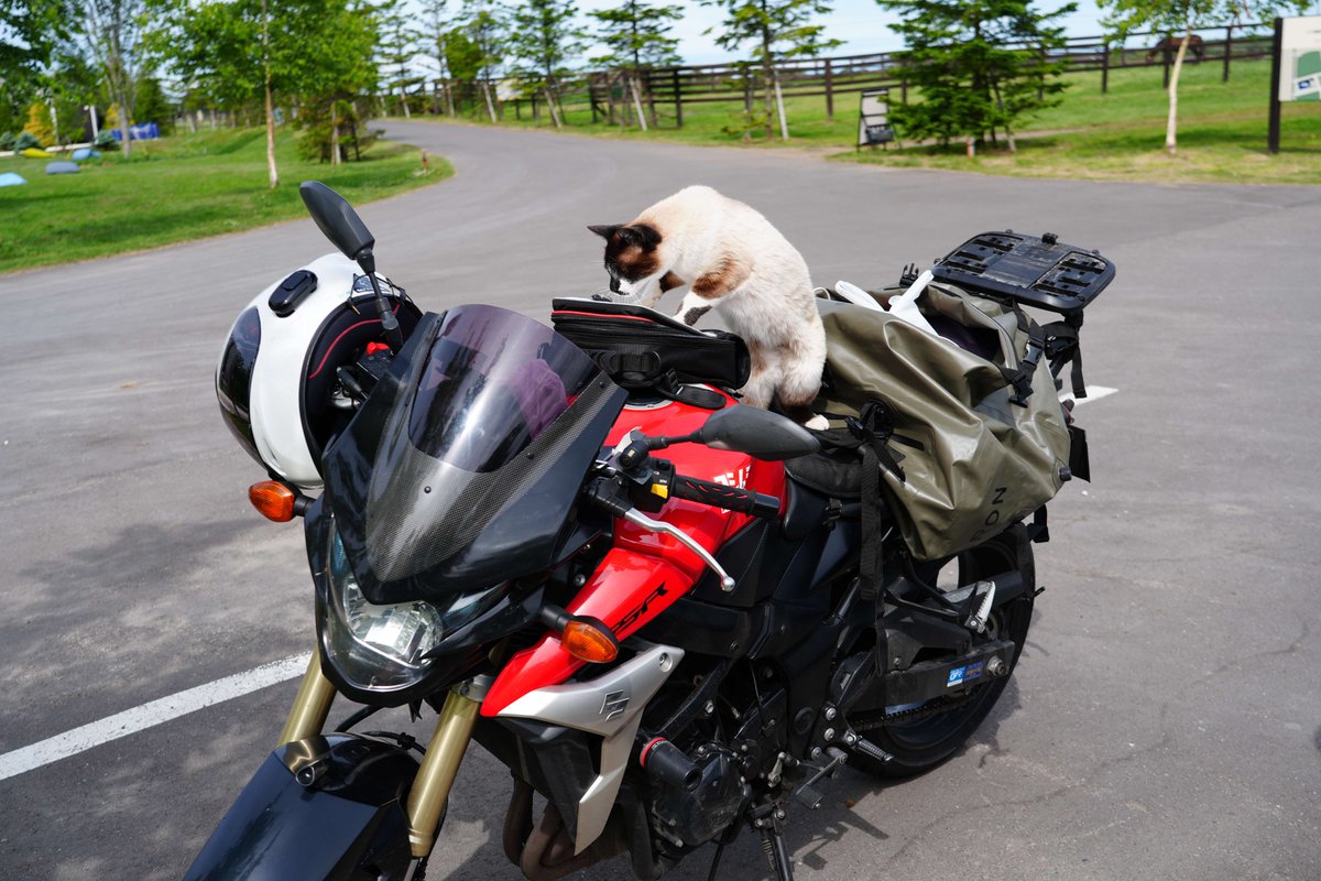 watanuki_1999's tweet photo. 6月に #ヴェルサイユリゾートファーム さんでキャンプした時の写真です。
#コアラ が同じくキャンプしているお客さんのバイクをカージャックしていました😅

※バイクの所有者の方には写真の使用許可を頂いておりました。ありがとうございます！
#VRF https://t.co/les4HnvJMO