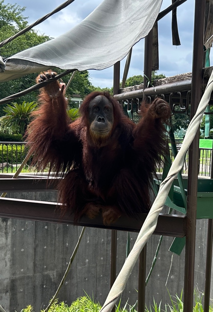 ichikawa_zoo's tweet photo. 昨日はちょっと涼しくてよかったね。

#市川市動植物園
#スマトラオランウータン
#ウラン
#放飼訓練中
#休園日だけ https://t.co/4Bjz8ik59D
