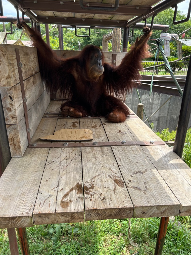 ichikawa_zoo's tweet photo. 昨日はちょっと涼しくてよかったね。

#市川市動植物園
#スマトラオランウータン
#ウラン
#放飼訓練中
#休園日だけ https://t.co/4Bjz8ik59D