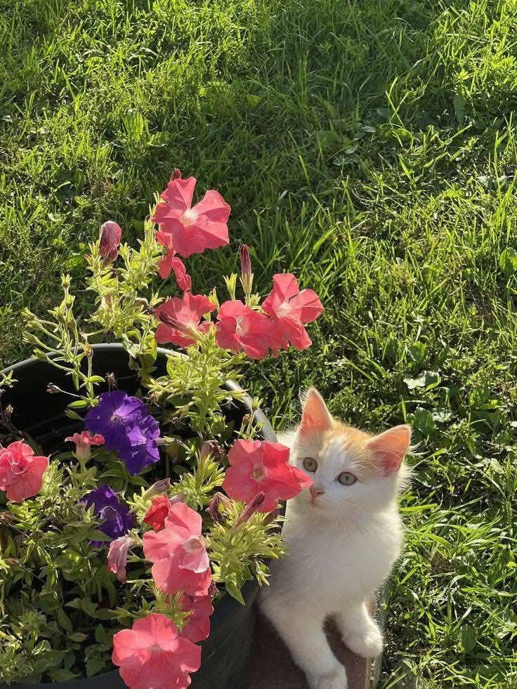calmlivng's tweet photo. cats &amp; flowers ❣️ https://t.co/P3SGM7huPG