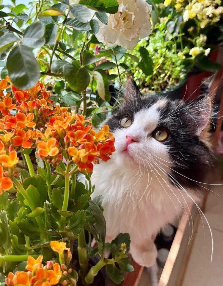 calmlivng's tweet photo. cats &amp; flowers ❣️ https://t.co/P3SGM7huPG