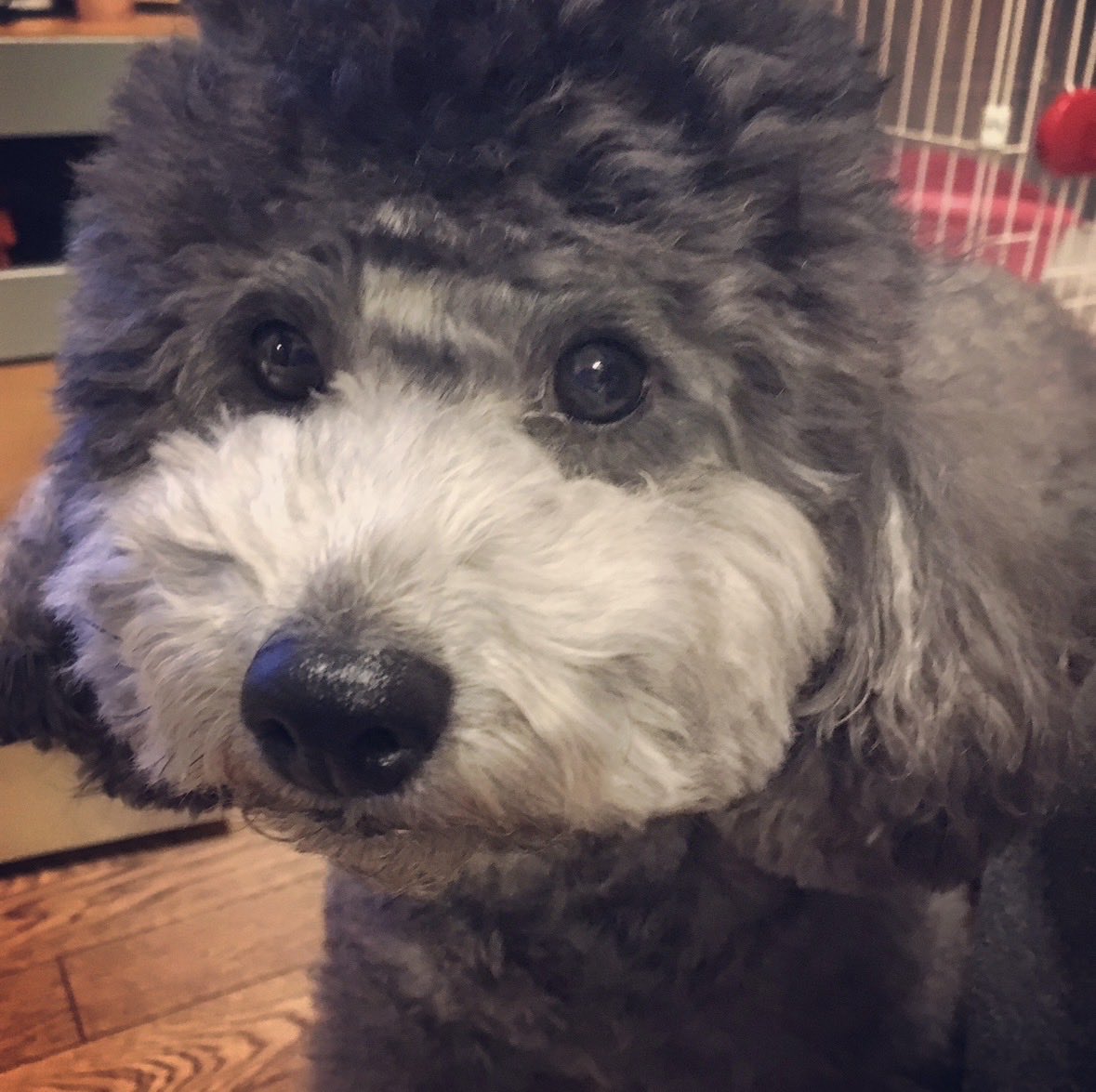 rfx_d's tweet photo. 本日 ハル一周忌 忘れてないよ！ 12年も一緒にいたから  #初代犬  #末期癌犬 緩和ケア頑張らせ過ぎたのかな   #一周忌 https://t.co/UNXmgfyebS