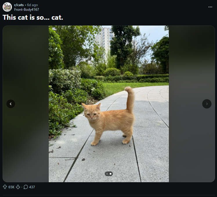 Giggly23SOL's tweet photo. This cat is so... cat.

A Reddit post featuring an unnamed cat has gone viral and it might just be the perfect runner.

Htmi2xv9WsQSLKDXL5io8nz9y3JZhyyrb5Gtspm3pump 

https://t.co/d9TsnyZkW1 https://t.co/ZsUjb1jlqu