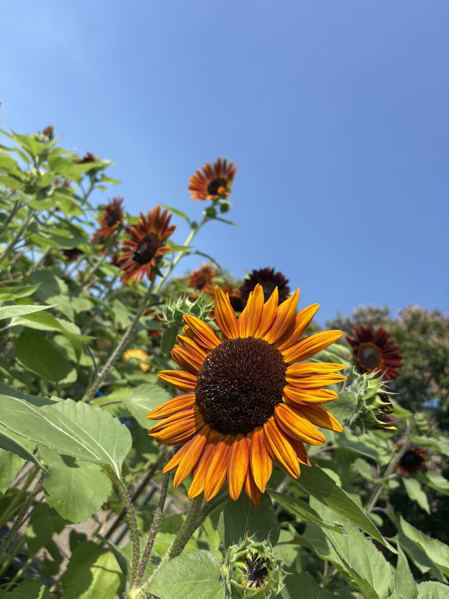 izuyan3580's tweet photo. おはようございます☀️

朝活⁉️少しお出かけして
流行りの向日葵🌻を見に
#馬見丘陵公園 まで足を運びました😊

暑くてとけそうです🫠

#つぶやキコーナ
#キコーナ桜井店
#向日葵🌻 https://t.co/CDT1cffpnd