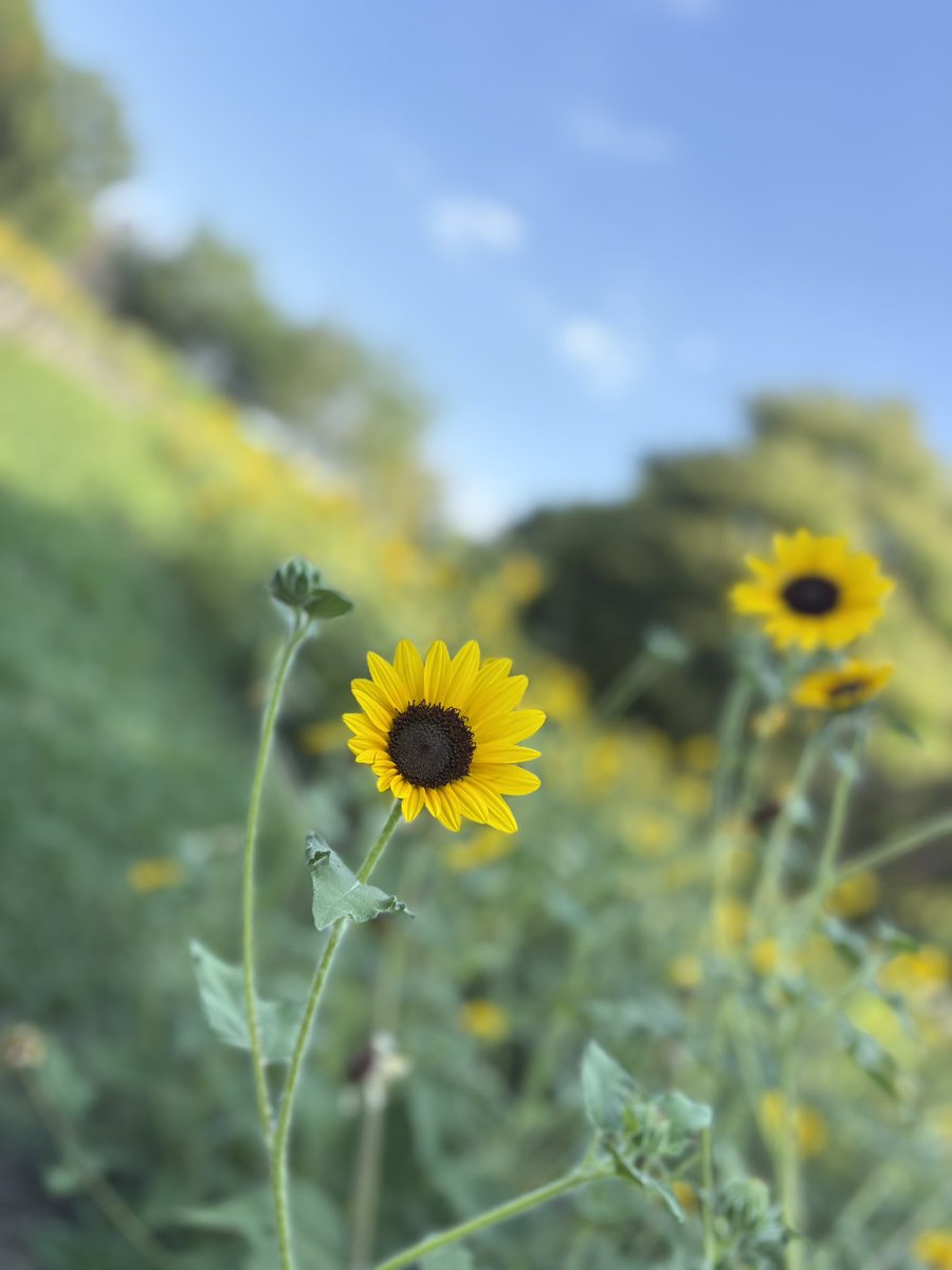 izuyan3580's tweet photo. おはようございます☀️

朝活⁉️少しお出かけして
流行りの向日葵🌻を見に
#馬見丘陵公園 まで足を運びました😊

暑くてとけそうです🫠

#つぶやキコーナ
#キコーナ桜井店
#向日葵🌻 https://t.co/CDT1cffpnd