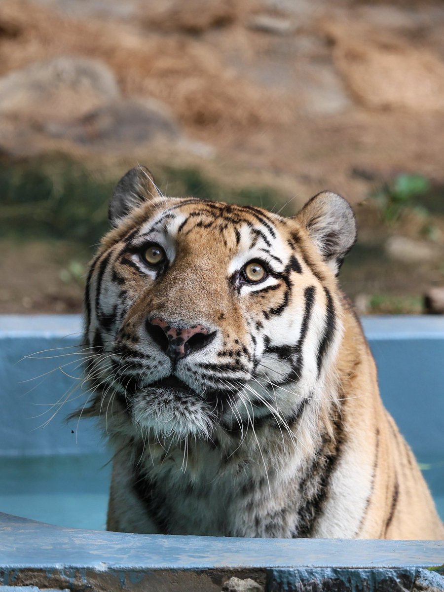 Rostovpenza's tweet photo. (26.7.28.) HappyBirthDay💕🎉 사랑하는 로스토프 16번째 생일 진심으로 축하해💖

Siberian tiger Rostov (2010.07.28 ♂) 

#시베리아호랑이 #アムールトラ #siberiantiger
#로스토프 #happybirthday
#서울대공원동물원 https://t.co/FO709YRSsu