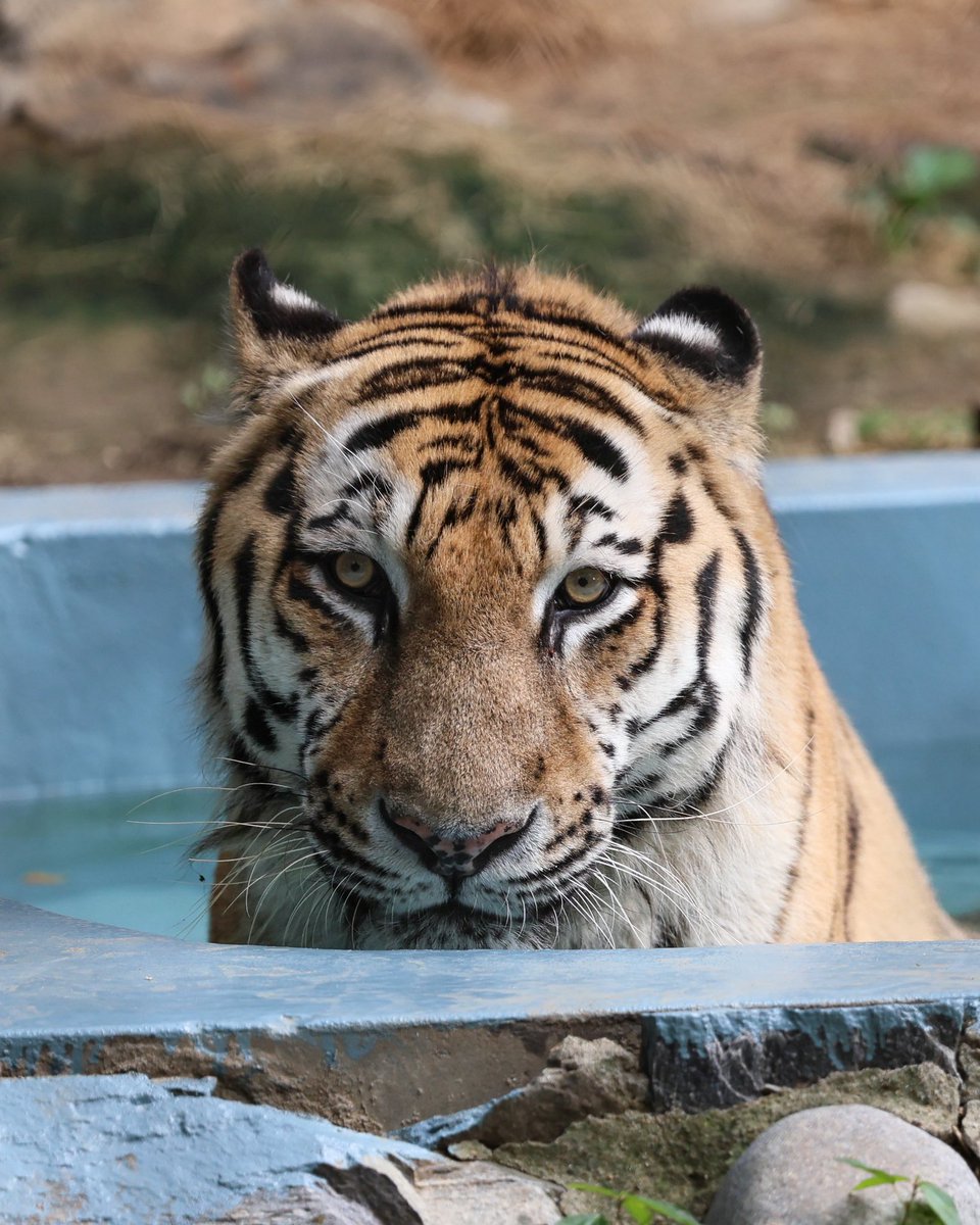 Rostovpenza's tweet photo. (26.7.28.) HappyBirthDay💕🎉 사랑하는 로스토프 16번째 생일 진심으로 축하해💖

Siberian tiger Rostov (2010.07.28 ♂) 

#시베리아호랑이 #アムールトラ #siberiantiger
#로스토프 #happybirthday
#서울대공원동물원 https://t.co/FO709YRSsu