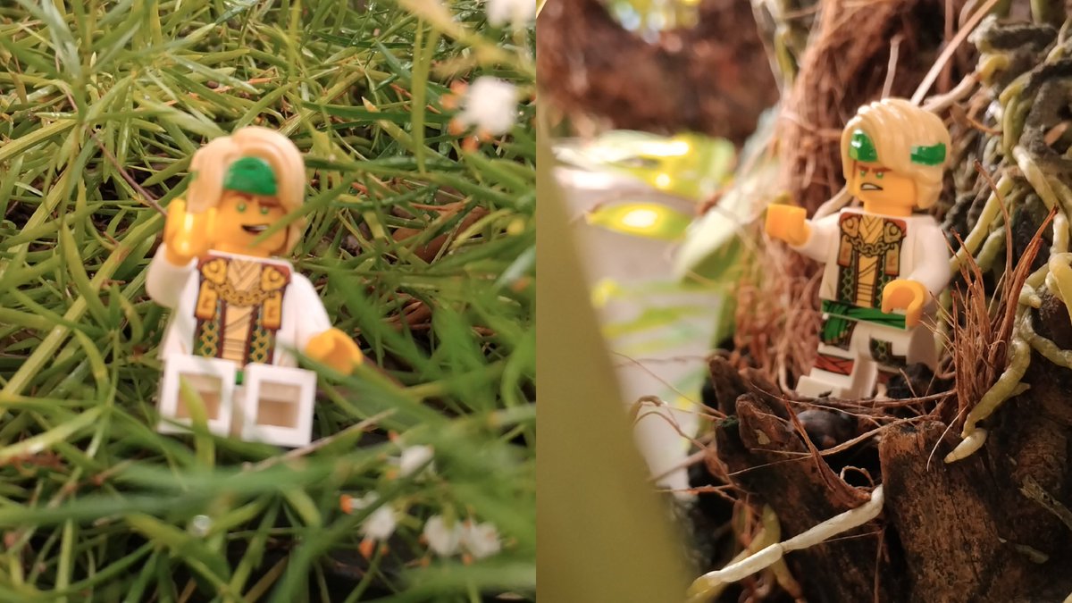 GreenNinjaGIFS's tweet photo. Some Lloyd pics from my Lola's garden 💚🌱 https://t.co/ZzWBZ6aBme