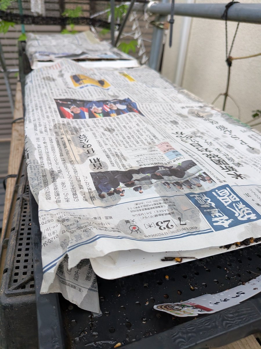 Argama147H's tweet photo. #家庭菜園
#とうもろこし
ゴールドラッシュ90とおおものをセルトレイ蒔き。
この酷暑でまともに苗が作れるのか、難易度が高いがチャレンジしてみる。
まずはダイソーで買ってきた日除けシートを簡易ビニールで使っていた棚に設置。
これで何とかならないかなー。 https://t.co/mEOvLALVHP