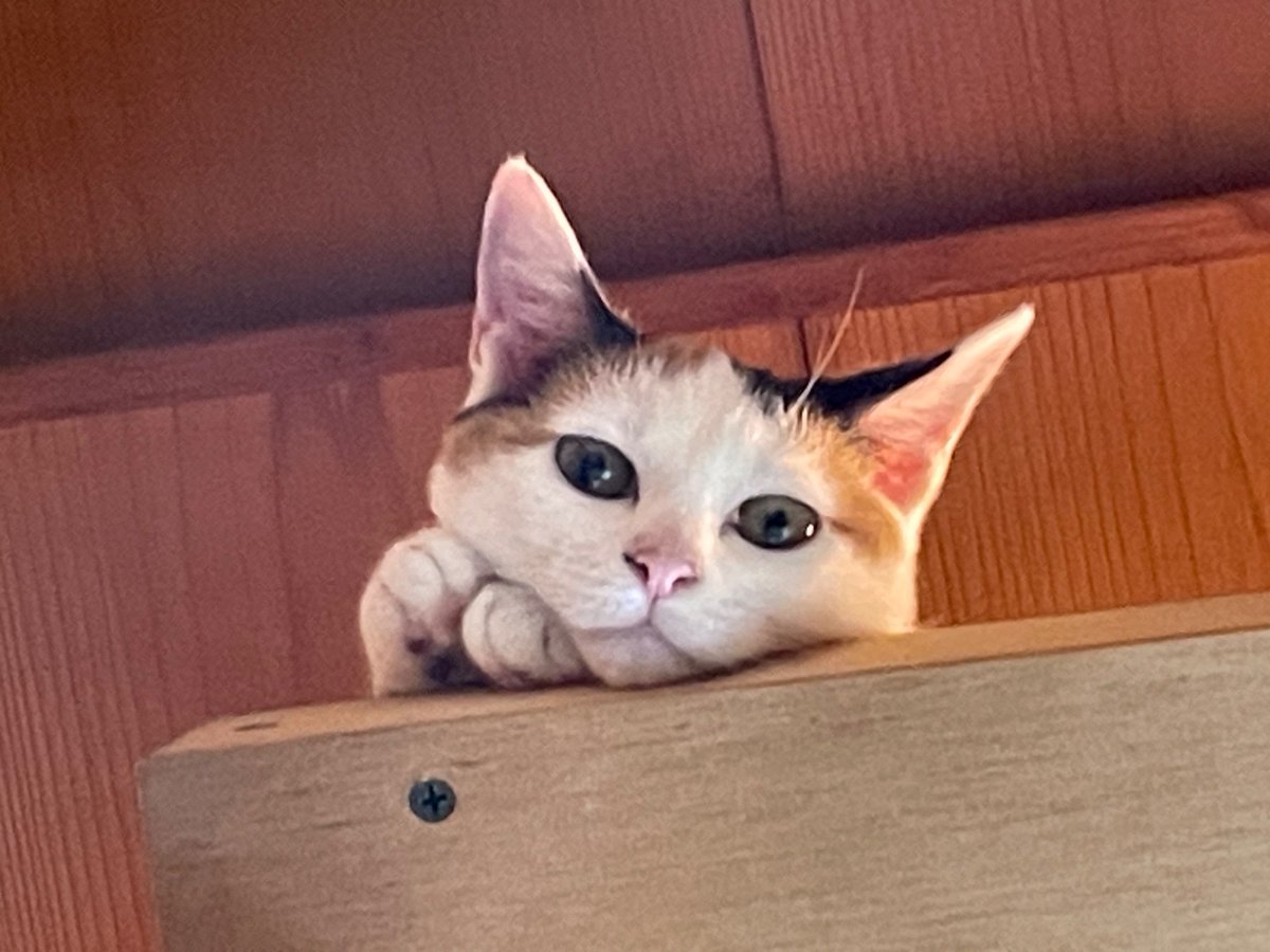 nyanchiku_3biki's tweet photo. https://t.co/1ytCR6ZcUM