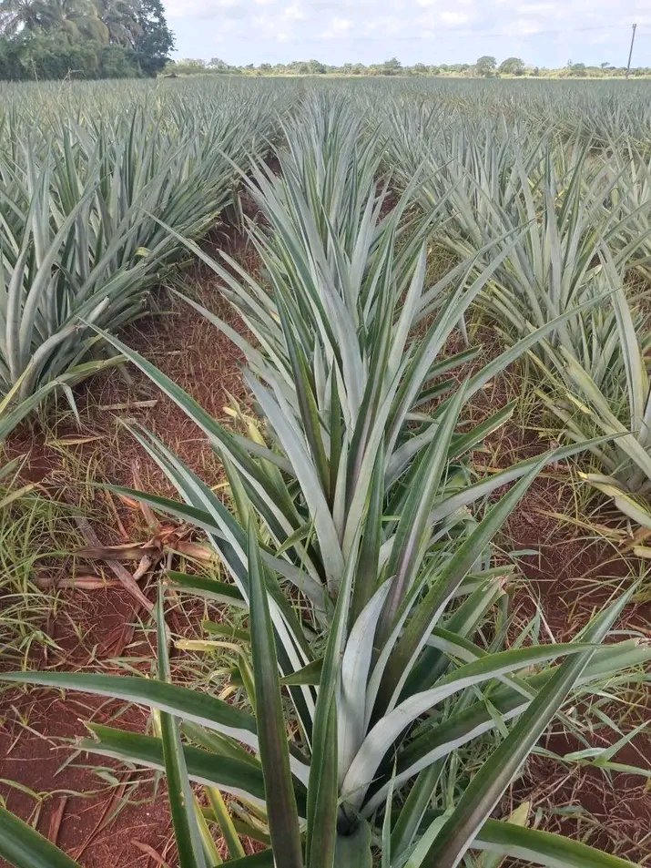 RomelioRod87231's tweet photo. Ya se lograron los primeros frutos del campo de Perola, con muy buenos resultados en los parámetros bromatologicos. Vamos por 10 hectareas para el 2027. https://t.co/eboaZxkaDj