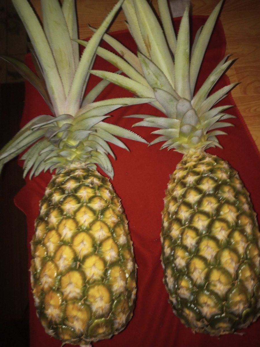 RomelioRod87231's tweet photo. Ya se lograron los primeros frutos del campo de Perola, con muy buenos resultados en los parámetros bromatologicos. Vamos por 10 hectareas para el 2027. https://t.co/eboaZxkaDj