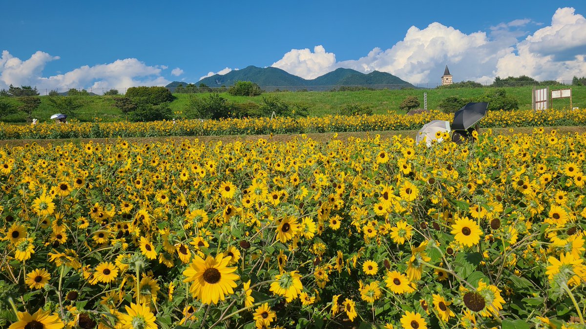 kuruwalnuts's tweet photo. 明野のひまわり畑と霧ヶ峰だよ～🌻⛰️いや～夏だね～！それにしてもあっっっつい、暑すぎる💦
みなさま水分しっかりとって、健やかにお過ごしくださいね🤗 https://t.co/Wj5BC2GOfm