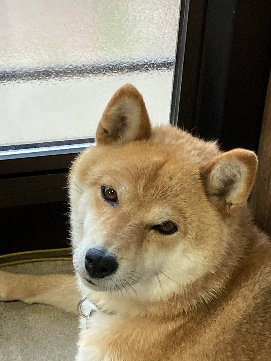 chi_chyan's tweet photo. おはようございます😄⛰️
霧雨っぽい朝です

🐕少し涼しいからほっとしてるっす🐕 https://t.co/FWnFDvmUVT